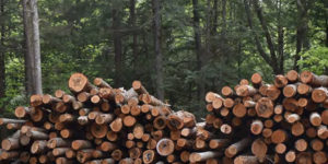 logging in forest