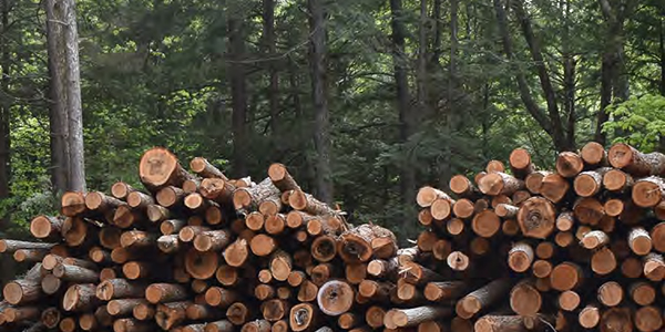 logging in forest