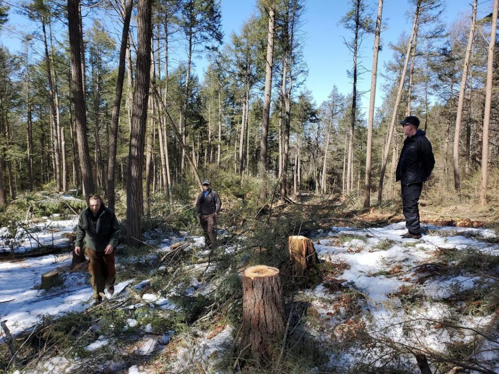 tree stumps in forest