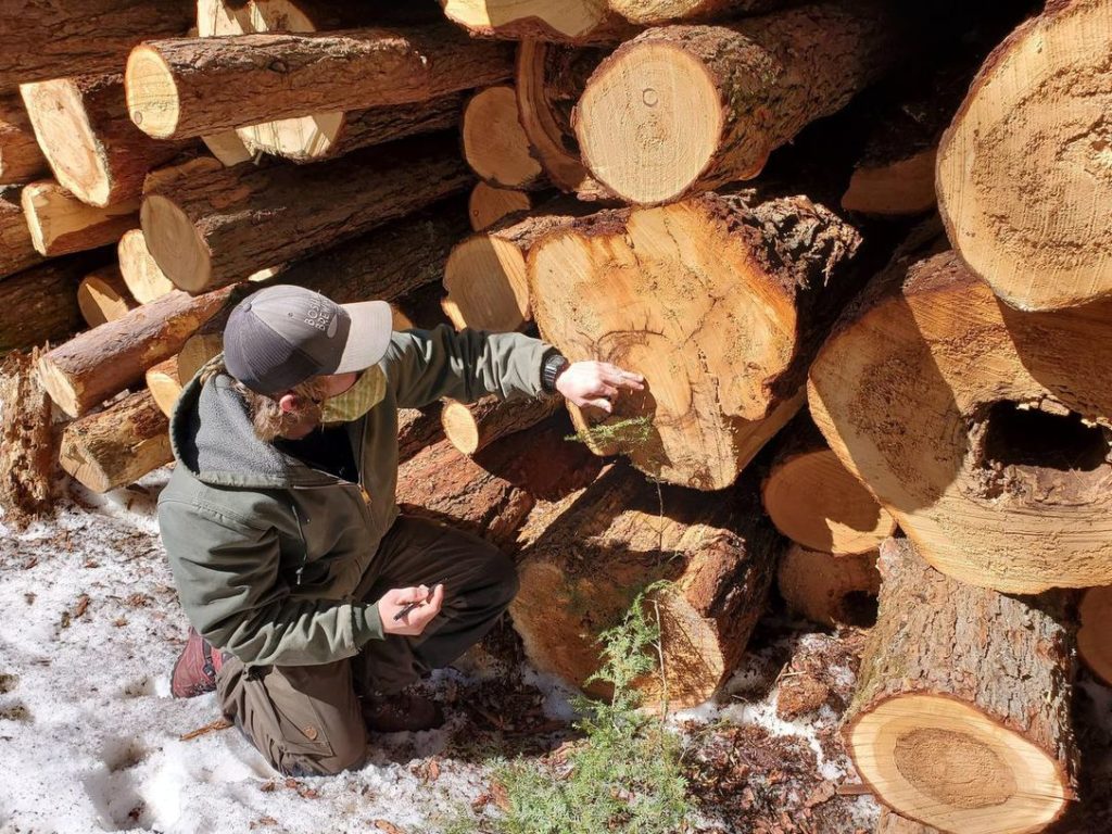 person beside logs