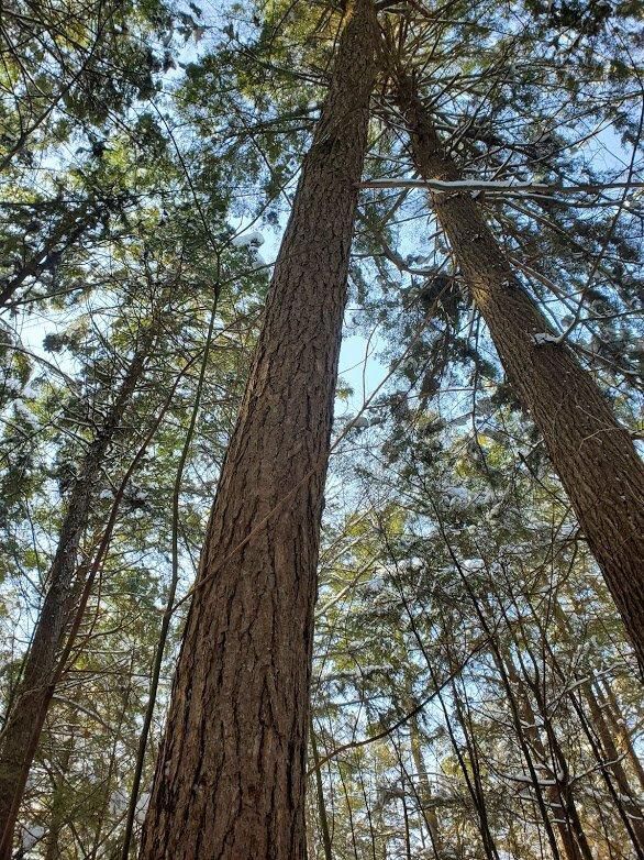 canopy of trees