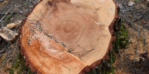 tree stump