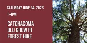 Forest Hike poster