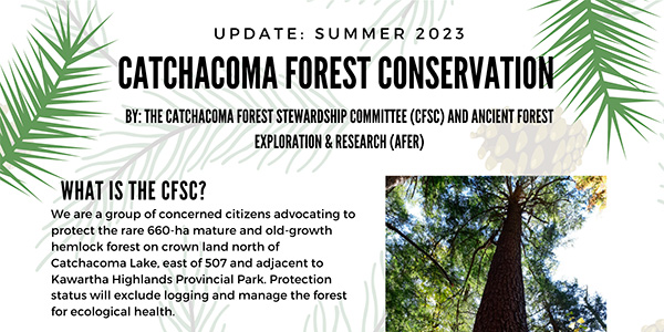newsletter header